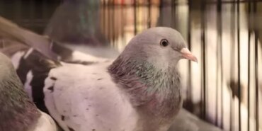 Samsun'da Güvercin Yarışması Düzenlendi - Son Dakika