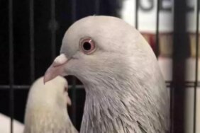 Samsun'da Güvercin Yarışması Ödül Töreni