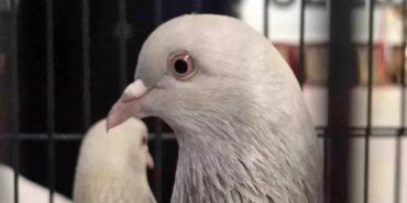 Samsun'da Güvercin Yarışması Ödül Töreni