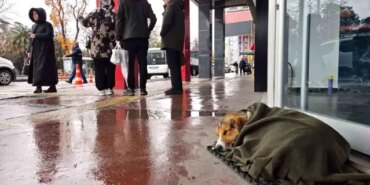 Samsun'da Sokak Köpeğine Şal Yardımı