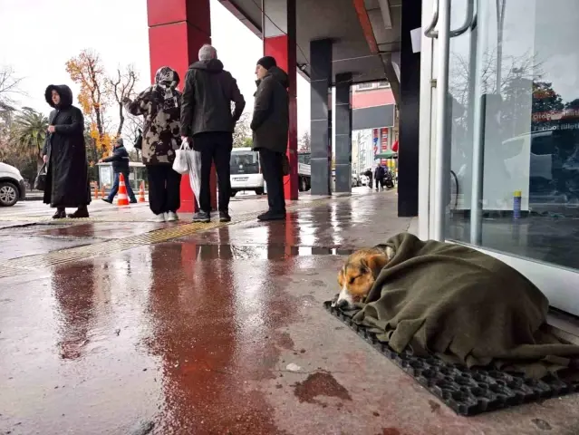 Samsun'da Sokak Köpeğine Şal Yardımı