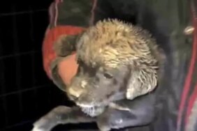 Samsun'da çukura düşen yavru köpek, zabıta ekiplerince kurtarıldı