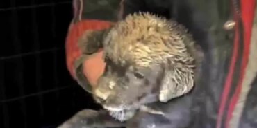 Samsun'da çukura düşen yavru köpek, zabıta ekiplerince kurtarıldı