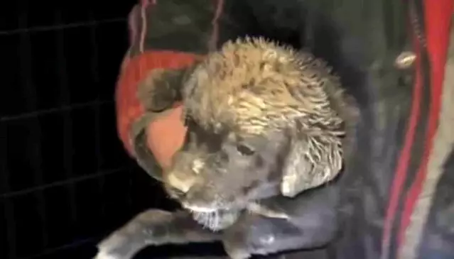 Samsun'da çukura düşen yavru köpek, zabıta ekiplerince kurtarıldı