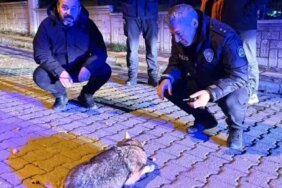 Samsun'da şehre inen çakala polis ekiplerinden şefkat eli