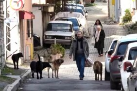 Sürü halindeki başıboş köpekler ekipleri görünce kaçtı