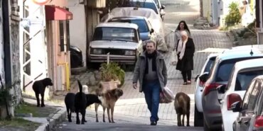 Sürü halindeki başıboş köpekler ekipleri görünce kaçtı