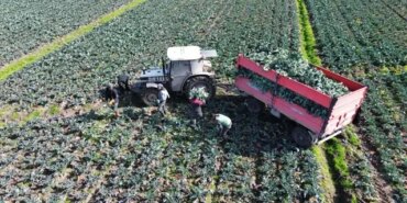 Bafra'da Brokoli Hasadı Devam Ediyor