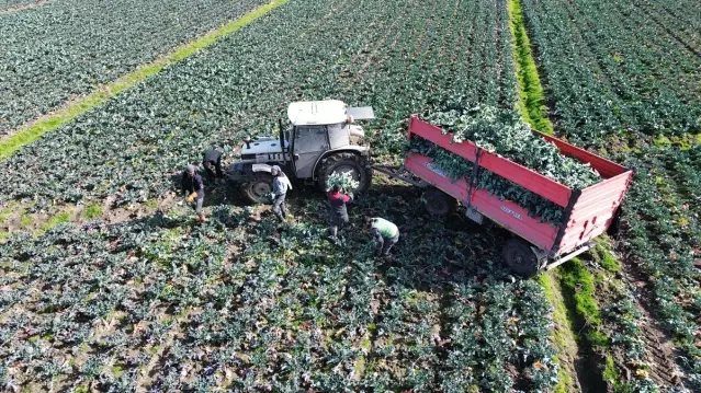 Bafra'da Brokoli Hasadı Devam Ediyor