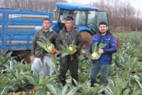 Bafra'da Karnabahar Hasadı Devam Ediyor