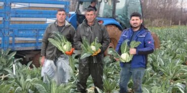 Bafra'da Karnabahar Hasadı Devam Ediyor