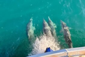 Balıkçılara Eşlik Eden Yunuslar - Son Dakika