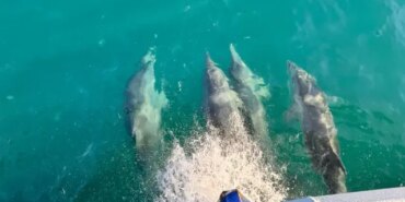 Balıkçılara Eşlik Eden Yunuslar - Son Dakika