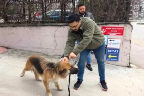 Başıboş sokak köpekleri toplanarak barınağa götürüldü