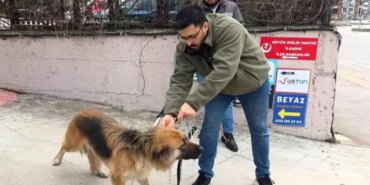 Başıboş sokak köpekleri toplanarak barınağa götürüldü