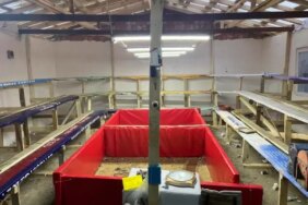 Horoz Dövüşüne 1 Milyon Lira Ceza