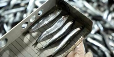 Samsun'da Avcılık Denetimlerinde 2,6 Milyon TL Ceza