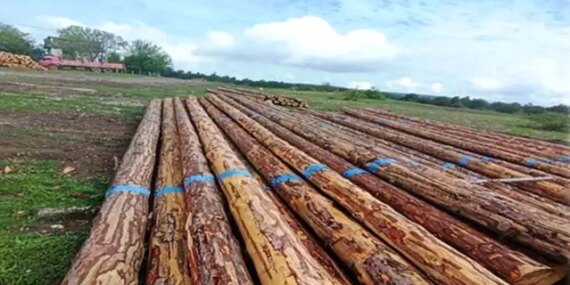 Samsun'da Endüstriyel Odun Üretimi Artıyor