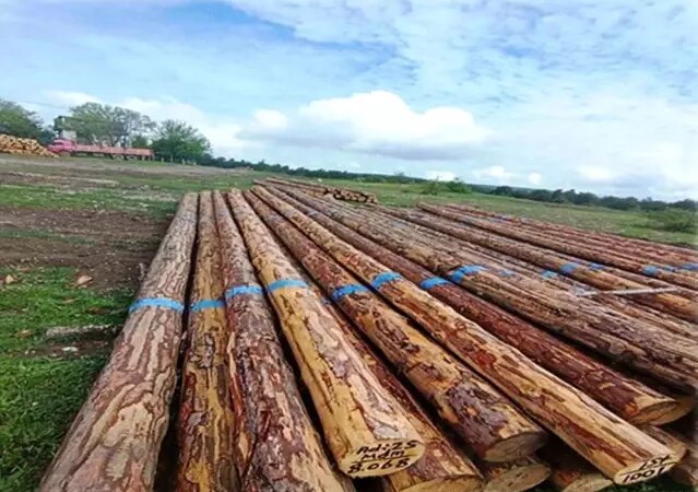 Samsun'da Endüstriyel Odun Üretimi Artıyor