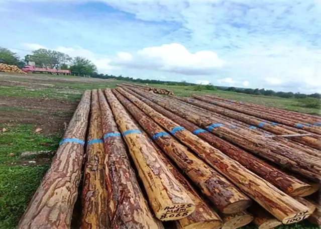 Samsun'da Endüstriyel Odun Üretimi Artıyor