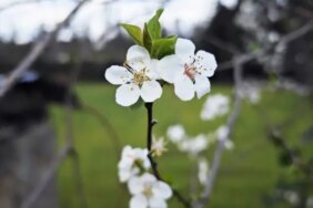 Samsun'da Erik Ağaçları Şubat'ta Çiçek Açtı