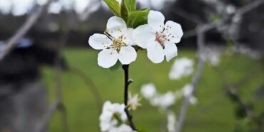 Samsun'da Erik Ağaçları Şubat'ta Çiçek Açtı