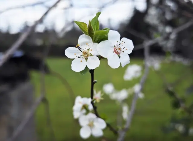 Samsun'da Erik Ağaçları Şubat'ta Çiçek Açtı