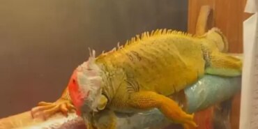 Samsun'da Kaçak Hayvan Operasyonu - Son Dakika