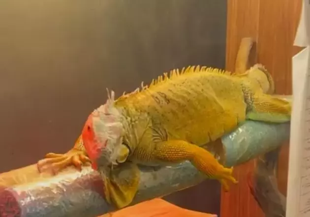 Samsun'da Kaçak Hayvan Operasyonu - Son Dakika