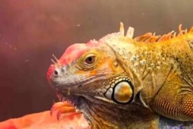 Samsun'da Koruma Altındaki Hayvanlar Ele Geçirildi