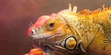 Samsun'da Koruma Altındaki Hayvanlar Ele Geçirildi