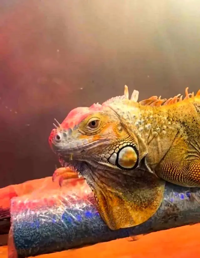 Samsun'da Koruma Altındaki Hayvanlar Ele Geçirildi