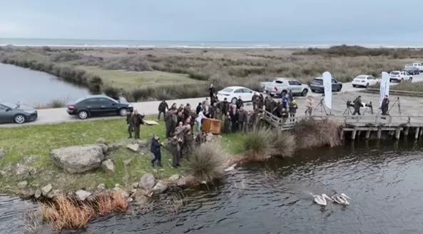 Yaralı Pelikanlar Doğaya Salındı - Son Dakika