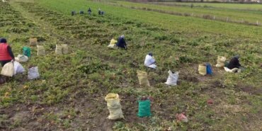 Alaçam'da Bedeş Turpu Hasadı Devam Ediyor