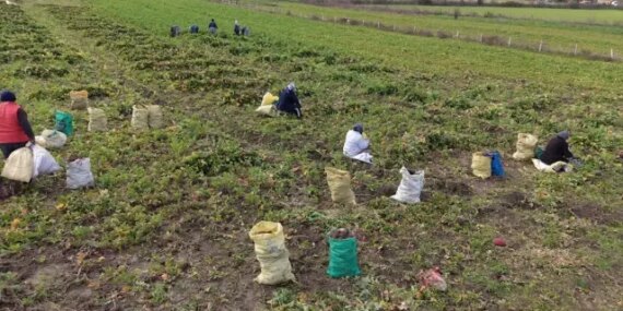 Alaçam'da Bedeş Turpu Hasadı Devam Ediyor