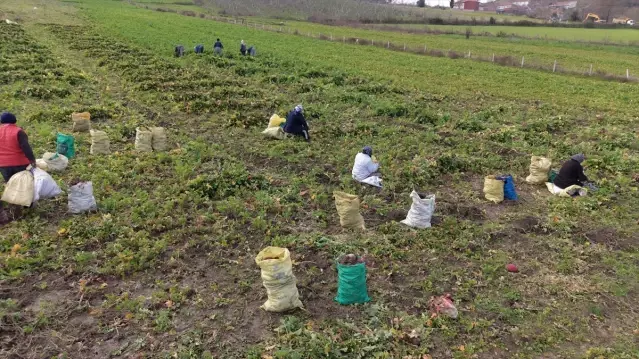 Alaçam'da Bedeş Turpu Hasadı Devam Ediyor