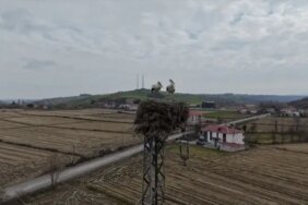 Alaçam'da Leyleklerin Yuva Tercihi - Son Dakika