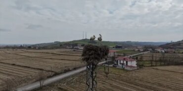 Alaçam'da Leyleklerin Yuva Tercihi - Son Dakika