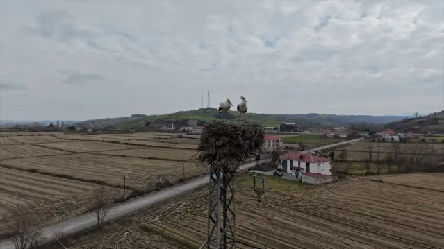 Alaçam'da Leyleklerin Yuva Tercihi - Son Dakika