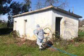 Bafra'da Kahverengi Kokarca Mücadelesi - Son Dakika