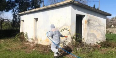 Bafra'da Kahverengi Kokarca Mücadelesi - Son Dakika