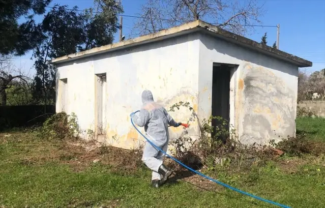 Bafra'da Kahverengi Kokarca Mücadelesi - Son Dakika