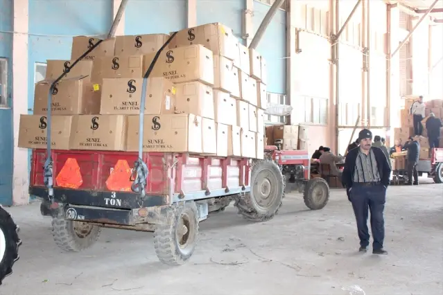 Bafra'da Tütün Alımı Devam Ediyor