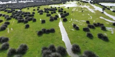 Kızılırmak Deltası'nda Kuş Kuluçka Dönemi Başladı