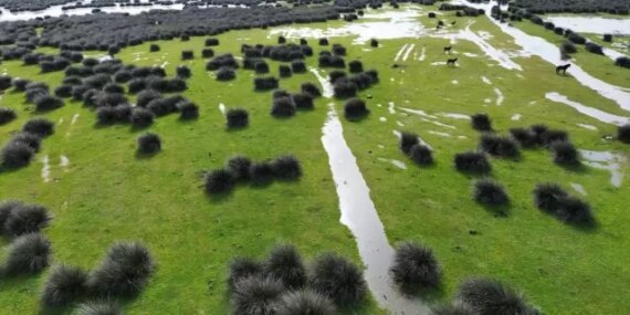 Kızılırmak Deltası'nda Kuş Kuluçka Dönemi Başladı