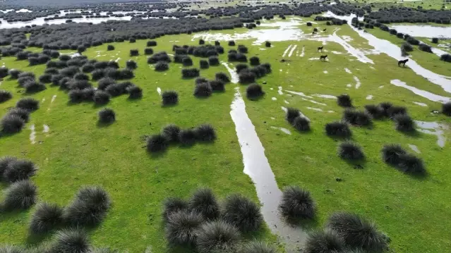 Kızılırmak Deltası'nda Kuş Kuluçka Dönemi Başladı