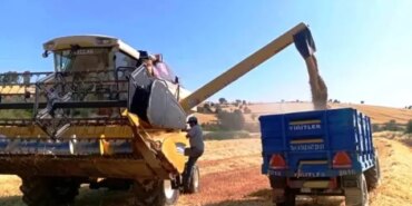 Samsun, Yem Bitkisi Üretiminde Lider