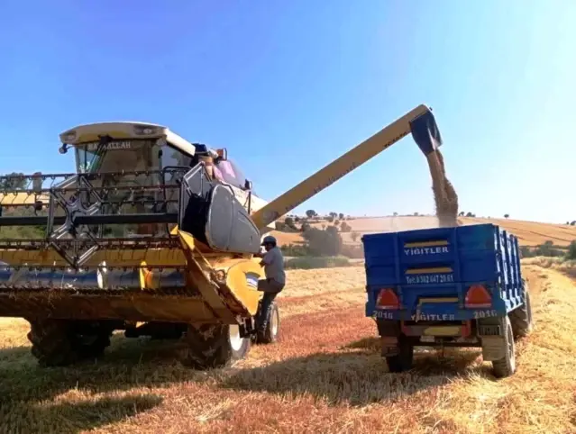 Samsun, Yem Bitkisi Üretiminde Lider