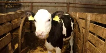 Samsun'da Ari İşletme Hedefi - Son Dakika