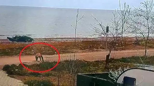 Samsun'da Hükümlü Kaçarken Yakalandı - Son Dakika